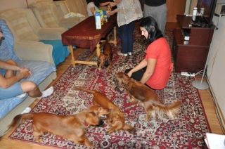 NADIM jamniki Kollapsar